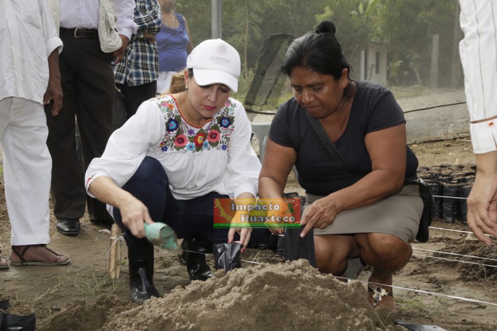 Apoya gobierno de la república a cafeticultores del Totonacapan - Impacto Huasteco